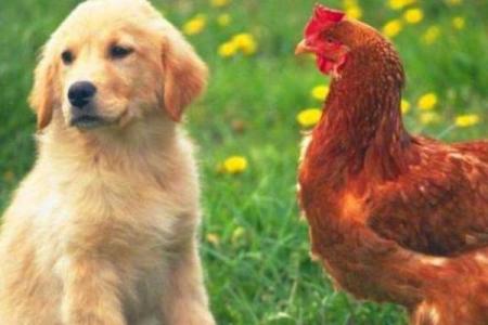 属鸡跟属狗的姻缘怎么样_属鸡与属狗姻缘解析相配指数与婚姻幸福秘诀