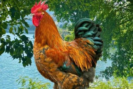 69年属鸡52岁三大坎坷_69年属鸡52岁三大坎坷是什么