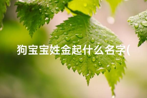 五月份出生的属狗男孩应该如何取名字姓名 五月份出生的属狗男孩应该如何取名字姓名