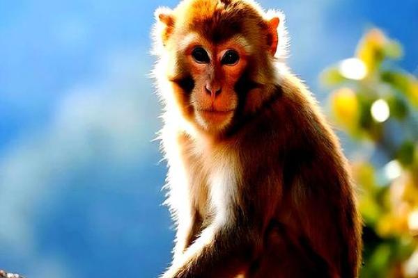 凌晨2点出生的属猴男孩应该如何起名字姓名 凌晨2点出生的属猴男孩应该如何起名字姓名