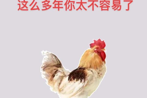 11月份出生的属鸡男孩起什么名字好姓名 11月份出生的属鸡男孩起什么名字好姓名